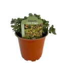 Rozchodnik SunSparkler Lime Zinger (Sedum)
