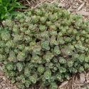 Rozchodnik SunSparkler Lime Zinger (Sedum)