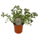 Trójbarwny rozchodnik Tricolor (Sedum)