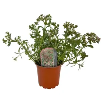 Trójbarwny rozchodnik Tricolor (Sedum)