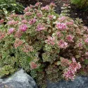 Trójbarwny rozchodnik Tricolor (Sedum)