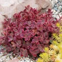 Rozchodnik Wildfire (Sedum)