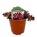 Rozchodnik Wildfire (Sedum)