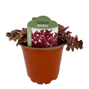 Rozchodnik Wildfire (Sedum)