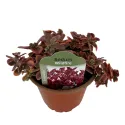 Rozchodnik Wildfire (Sedum)
