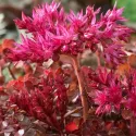 Rozchodnik Wildfire (Sedum)