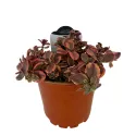 Rozchodnik Wildfire (Sedum)