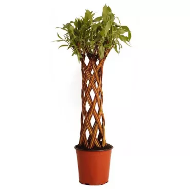 Wierzba pleciona jasna (Salix alba x purpurea), w poj. 4l