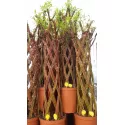 Wierzba pleciona jasna (Salix alba x purpurea), w poj. 4l