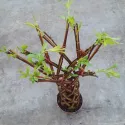 Wierzba pleciona jasna (Salix alba x purpurea), w poj. 4l