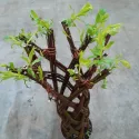 Wierzba pleciona jasna (Salix alba x purpurea), w poj. 4l