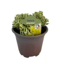 Rozchodnik Atlantis (Sedum)