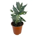 Rozchodnik Herbstfreude (Sedum)