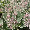 Rozchodnik La vie en rose (Sedum)