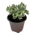 Rozchodnik La vie en rose (Sedum)