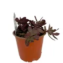 Rozchodnik SunSparkler Firecracker (Sedum)