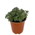 Rozchodnik SunSparkler Lime Zinger (Sedum)