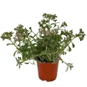 Trójbarwny rozchodnik Tricolor (Sedum)