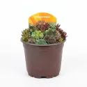 Mieszanka rojników (Sempervivum)