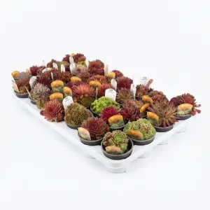 Mieszanka rojników (Sempervivum)