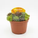 Mieszanka rojników (Sempervivum)