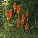 Czerwona trytoma Red Hot Poker (Kniphofia uvaria)