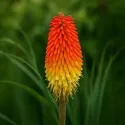 Czerwona trytoma Red Hot Poker (Kniphofia uvaria)