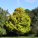 Wiąz holenderski Wredei (Ulmus × hollandica) w doniczce 2 L