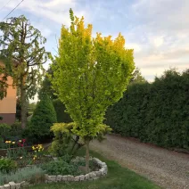 Wiąz holenderski Wredei (Ulmus × hollandica) w doniczce 2 L