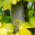 Wiąz holenderski Wredei (Ulmus × hollandica) w doniczce 2 L