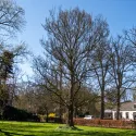 Wiąz holenderski Wredei (Ulmus × hollandica) w doniczce 2 L