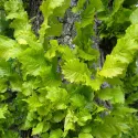 Wiąz holenderski Wredei (Ulmus × hollandica) w doniczce 2 L