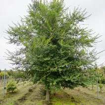 Wiąz polny (Ulmus minor) w doniczce 2 L