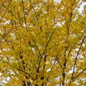 Wiąz polny (Ulmus minor) w doniczce 2 L