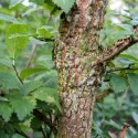 Wiąz polny (Ulmus minor) w doniczce 2 L