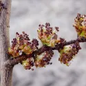 Wiąz polny (Ulmus minor) w doniczce 2 L