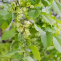 Wiąz polny (Ulmus minor) w doniczce 2 L