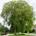Wiąz szypułkowy (Ulmus laevis) w doniczce 2 L