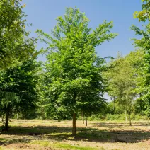 Wiąz szypułkowy (Ulmus laevis) w doniczce 2 L
