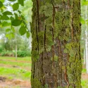 Wiąz szypułkowy (Ulmus laevis) w doniczce 2 L