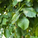 Wiąz szypułkowy (Ulmus laevis) w doniczce 2 L
