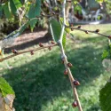 Wiąz szypułkowy (Ulmus laevis) w doniczce 2 L
