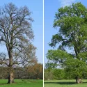 Wiąz szypułkowy (Ulmus laevis) w doniczce 2 L