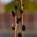 Wierzba smukłoszyjkowa (Salix gracilistyla) Melanostachys