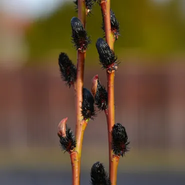 Wierzba smukłoszyjkowa (Salix gracilistyla) Melanostachys