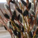Wierzba smukłoszyjkowa (Salix gracilistyla) Melanostachys
