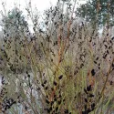Wierzba smukłoszyjkowa (Salix gracilistyla) Melanostachys