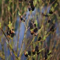 Wierzba smukłoszyjkowa (Salix gracilistyla) Melanostachys