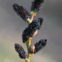 Wierzba smukłoszyjkowa (Salix gracilistyla) Melanostachys