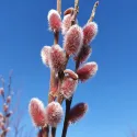Wierzba smukłoszyjkowa (Salix gracilistyla) Mount Aso